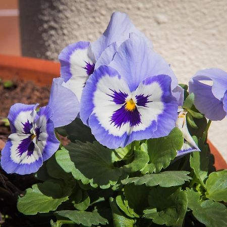 Hotel Do Campo Ribeira Brava Ngoại thất bức ảnh